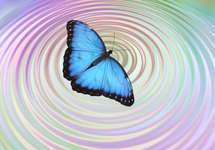 butterfly