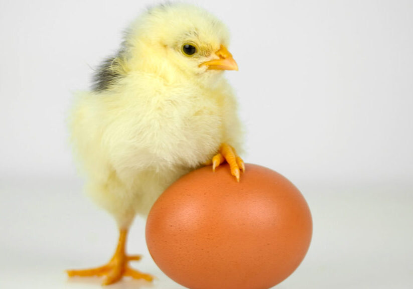 chicken-or-egg-1 (1)