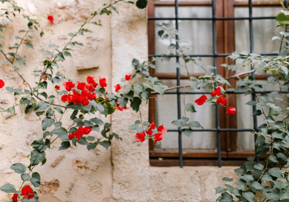 pexels-julia-volk-6402809-scaled